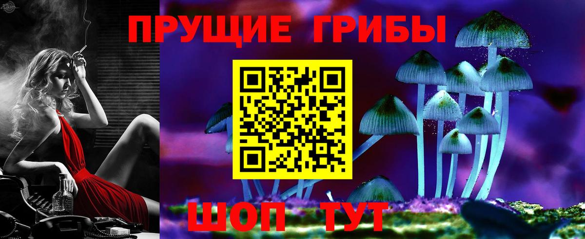 купить наркотики сайты  Михайловка  Галлюциногенные грибы мицелий  Псилоцибиновые грибы Psilocybine cubensis 